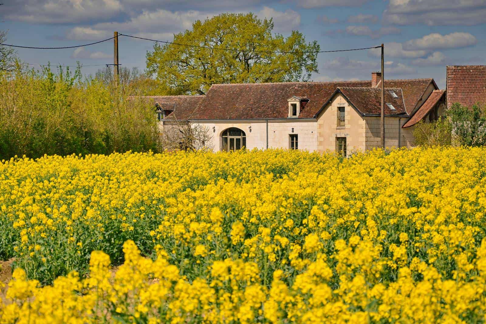 Le gite de Haute Foret vue de devant avec le champs de colza