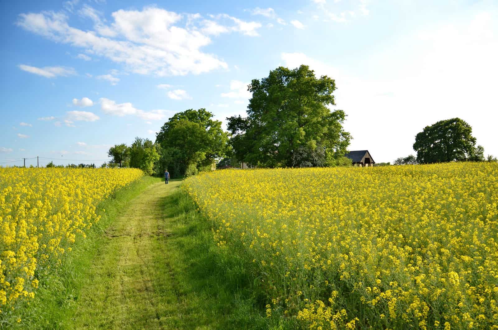 Chemin pour se promener au départ de la ferme - gîte rural de Haute Forêt en Vallée du Loir