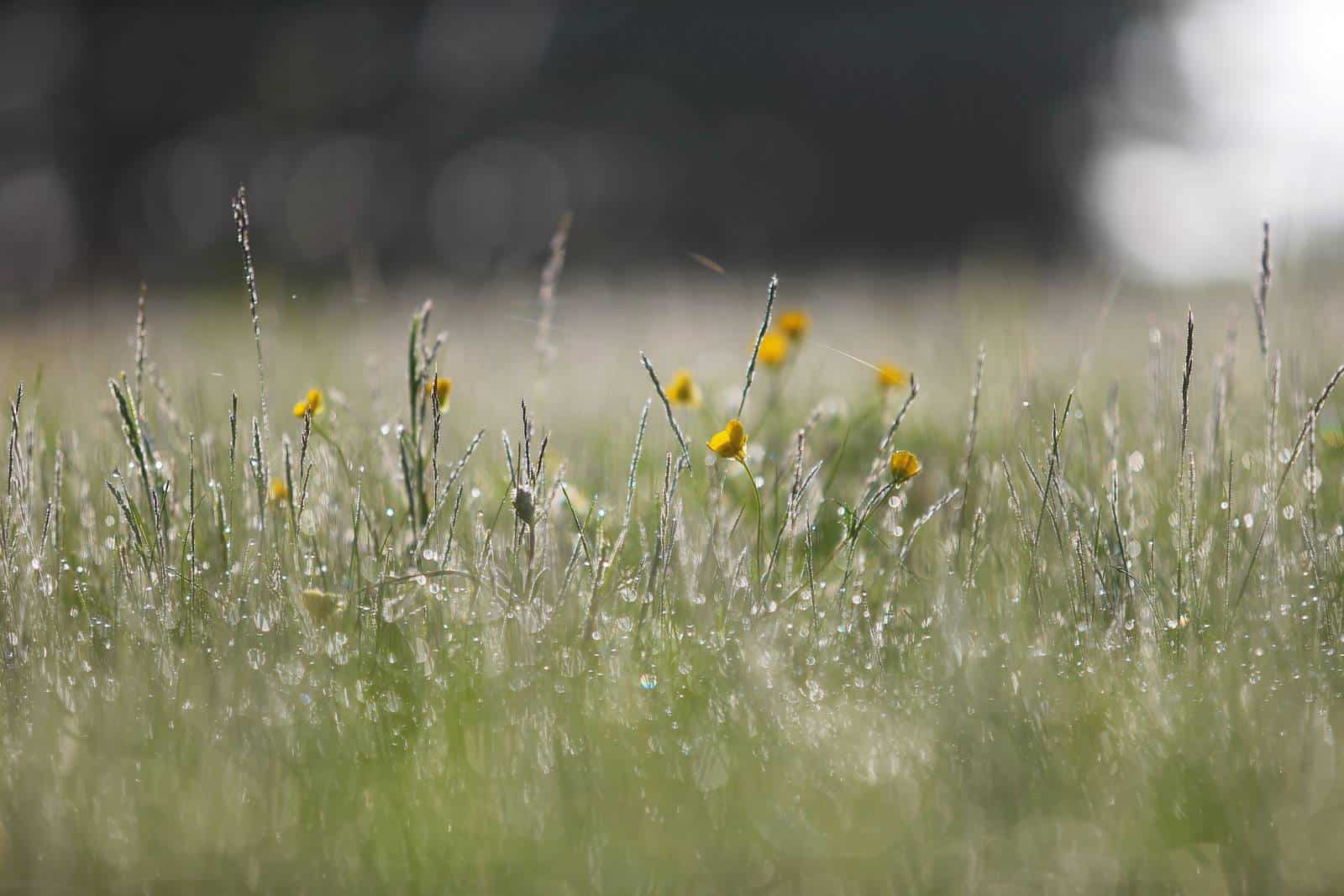 De jolies fleurs à la rosée du matin - gîte rural de Haute Forêt en Vallée du Loir