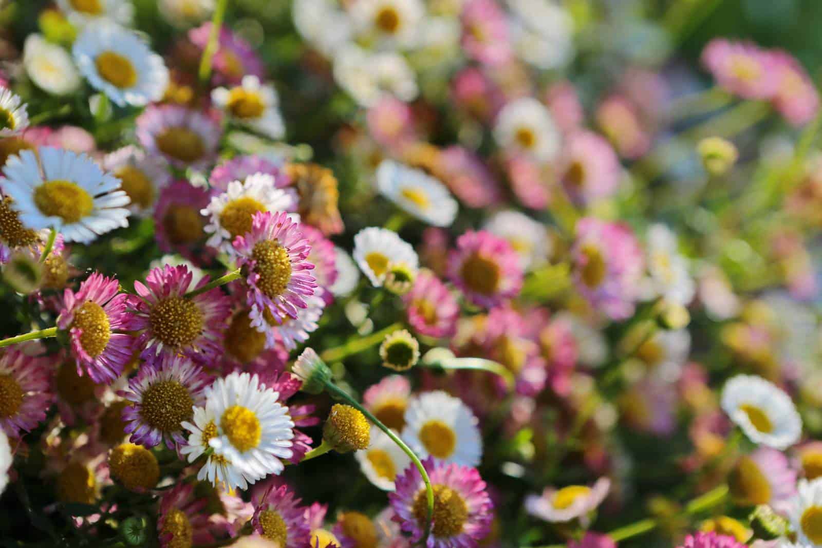 De jolies pâquerettes et de nombreuses autres fleurs - gîte rural de Haute Forêt en Vallée du Loir