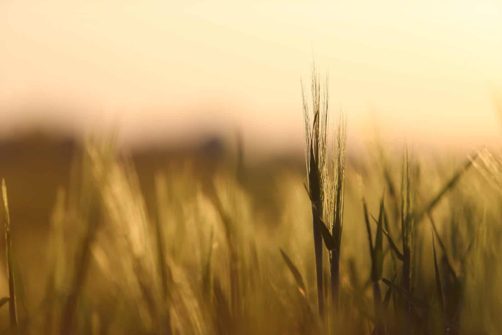 Détail d'un épi d'orge dans un champ au coucher du soleil - gîte rural de Haute Forêt en Vallée du Loir