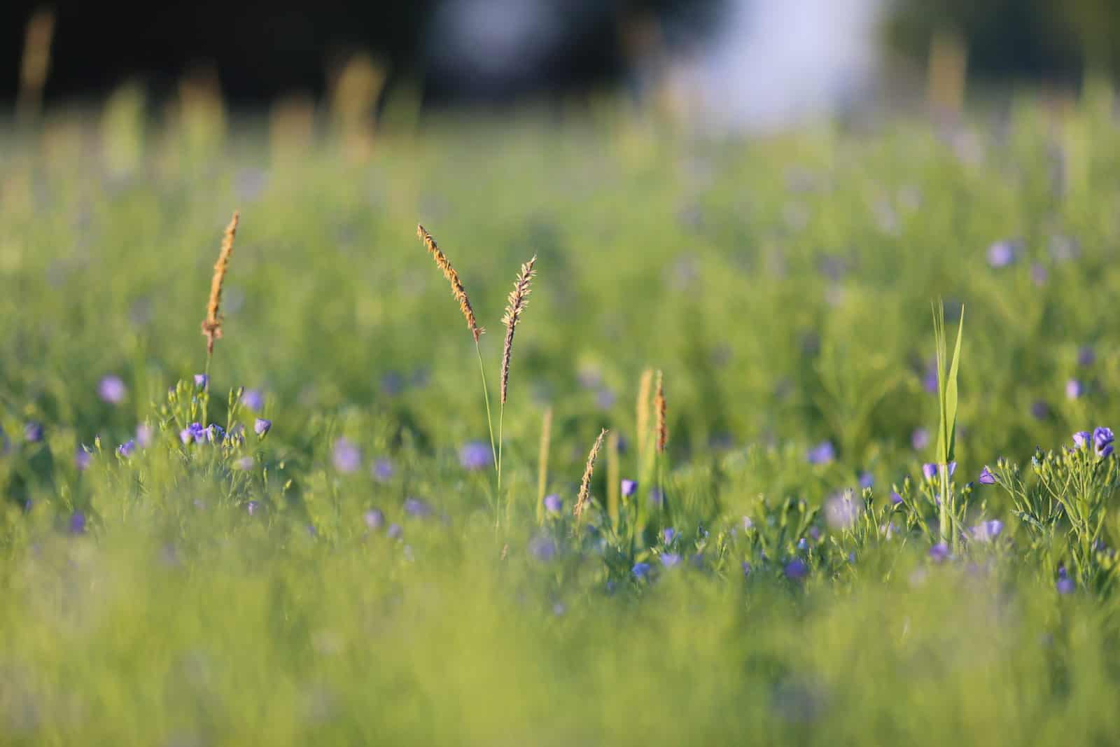 Fleurs dans un champ de lin - gîte rural de Haute Forêt en Vallée du Loir