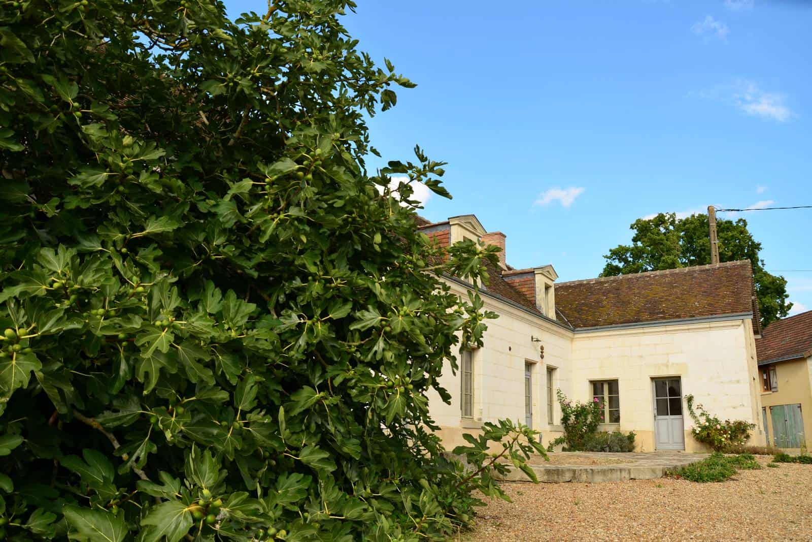 L'avant de la ferme et le figuier - gîte rural de Haute Forêt en Vallée du Loir