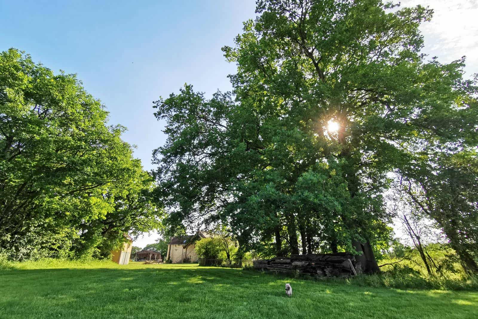 Les grands chênes qui donnent une belle ombre - gîte rural de Haute Forêt en Vallée du Loir