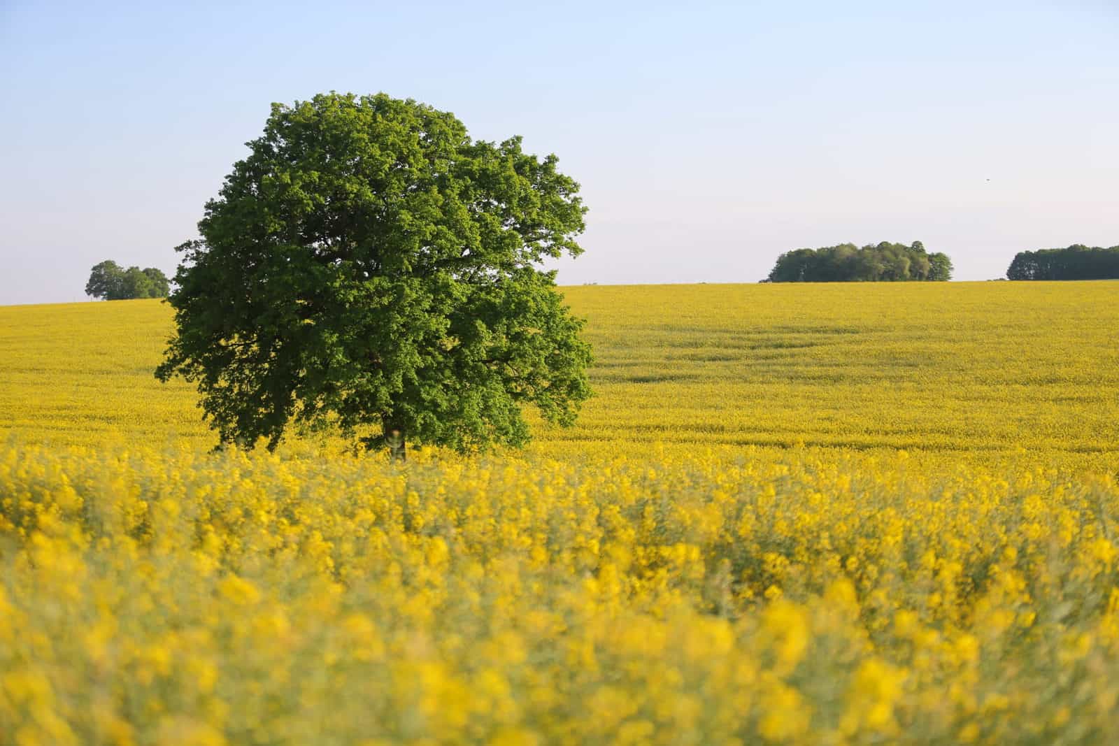 Paysage de champ de colza et arbre solitaire - gîte rural de Haute Forêt en Vallée du Loir