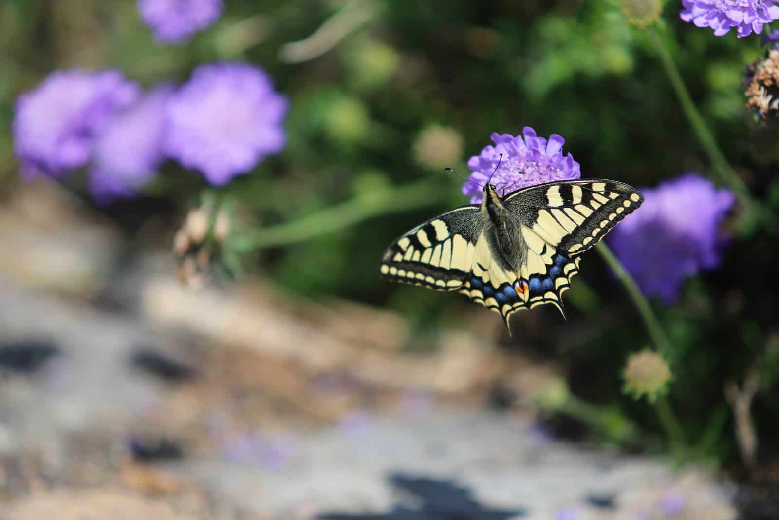 Un papillon sur les fleurs - gîte rural de Haute Forêt en Vallée du Loir